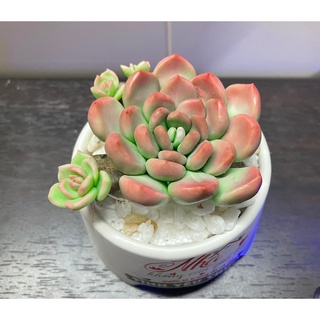 Sen đá đất sét chậu sứ có nhánh con