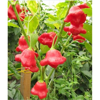 Hạt giống ớt chuông gió ( ớt hoa hồng ) 20 hạt