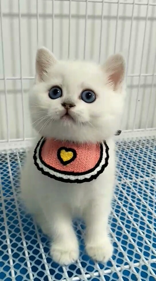Vòng cổ yếm cho mèo phong cách Hàn Quốc dễ thương