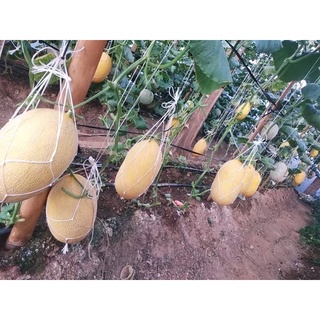 hạt giống dưa lưới hami no31