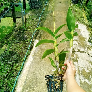 denro vàng lưỡi đỏ