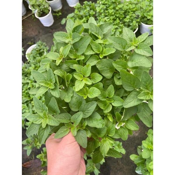 Cây Oregano - Gia Vị Pizza, Mỳ Ý - Rau Kinh Giới Cay, Lá Thơm