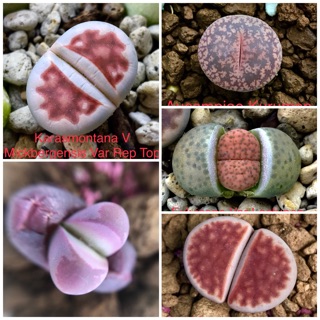 Hạt giống Lithops (Thạch Lan) Mix