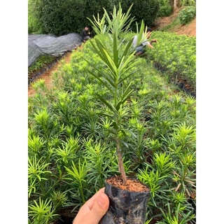 cây tùng la hán giống cao 35-30cm
