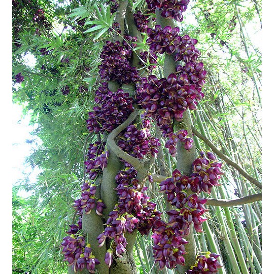 Hoa leo Huyết long 5 hạt
