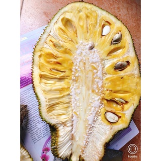 CÂY GIỐNG MÍT DAI TA (Chuẩn giống)