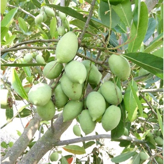 Cây giống cà na Thái bông trắng siêu quả