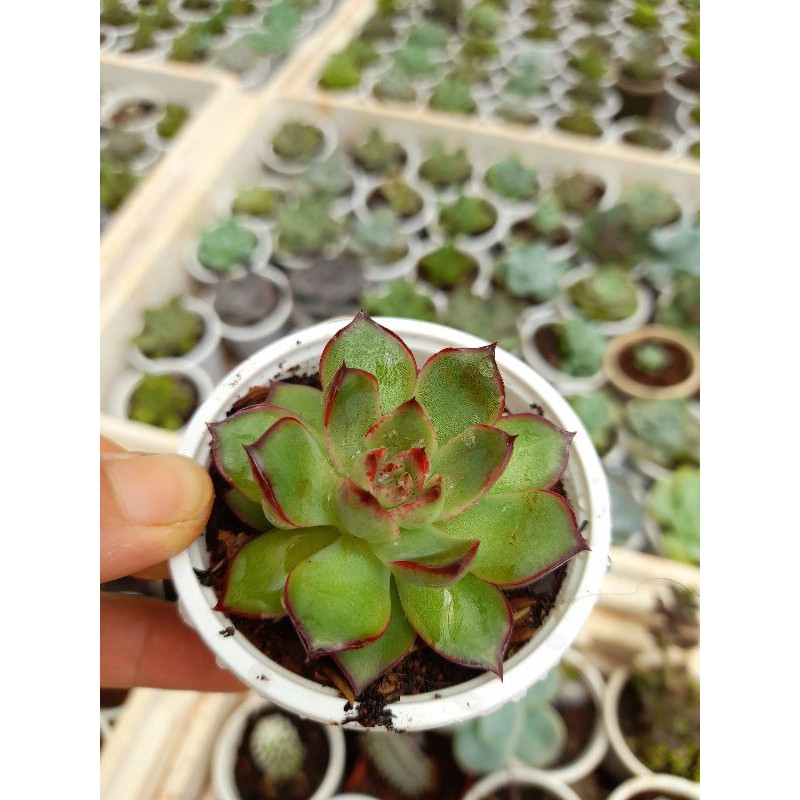 Sen đá viền đỏ Hoa Đá BMT