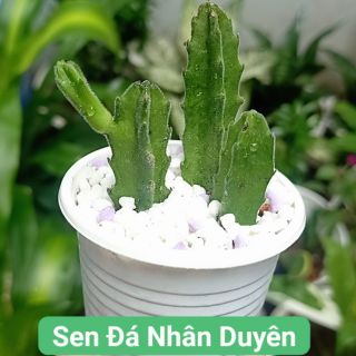 Xương rồng sao biển vuông