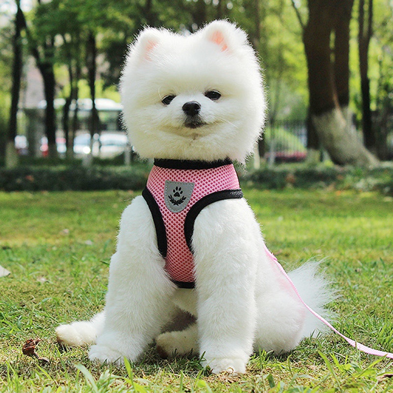 Dây Đai Lưới Mềm Dắt Thú Cưng Đi Dạo Có Thể Điều Chỉnh