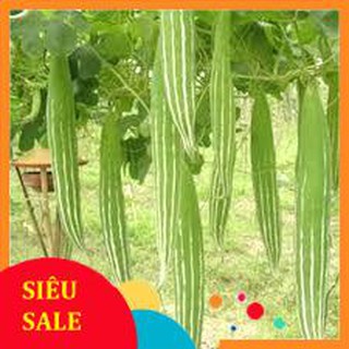 5 hạt giống quả lặc lè ( mướp mèo- mướp nhật)  TẾT KHUYẾN MẠI