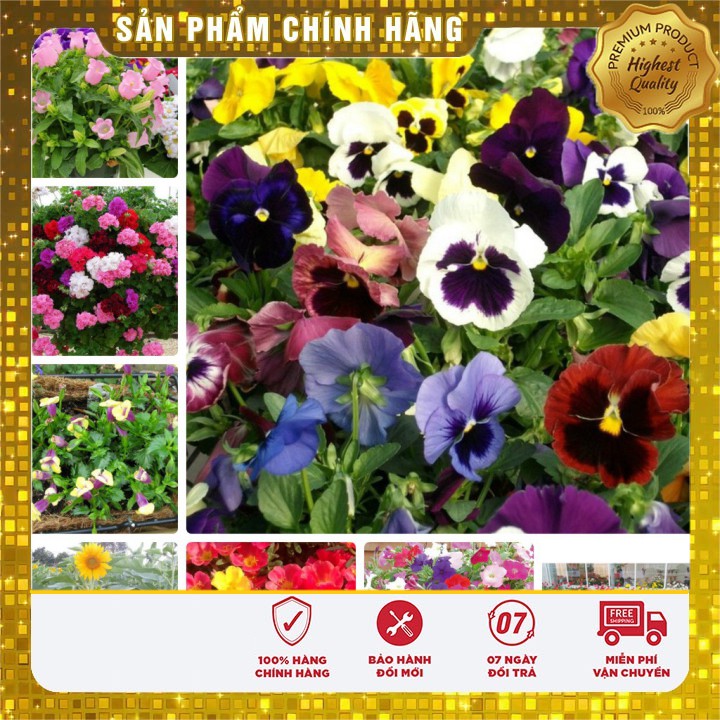 COMBO 10 loại hạt giống hoa sân vườn ban công 4 mùa đẹp