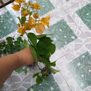 combo 3 bầu Cây bông giấy đẹp.