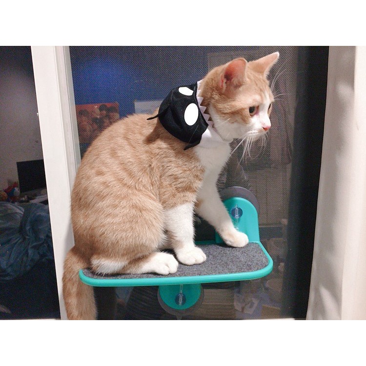 Bậc thang treo kiếng CattyMan cho mèo - 87911