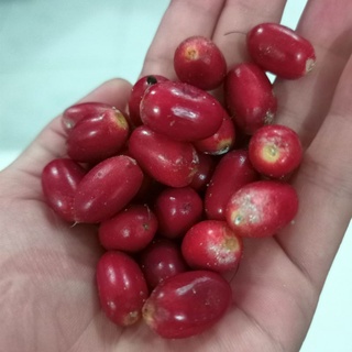 Chậu cây giống thần kỳ miracle berry đã đậu trái, đang ra hoa - ship toàn quốc
