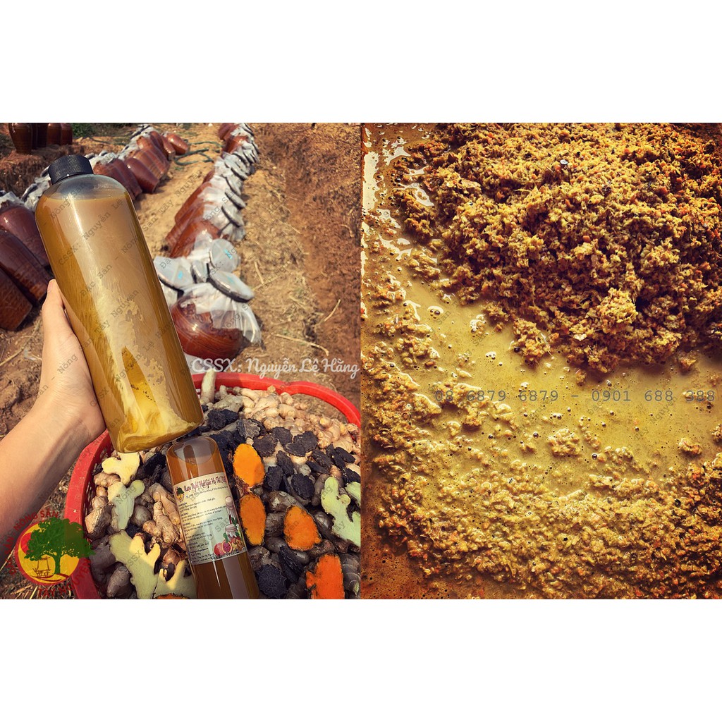 [Mã 2712FMCGSALE giảm 8% đơn 500K] GỪNG NGHỆ HẠT GẤC HẠ THỔ (TOÀN THÂN) | BigBuy360 - bigbuy360.vn