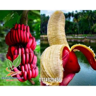 Cây chuối đỏ  dacca 6 tháng cho trái