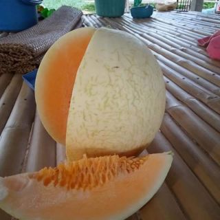 HẠT GIỐNG DƯA LƯỚI TRẮNG SWET THÁI LAN