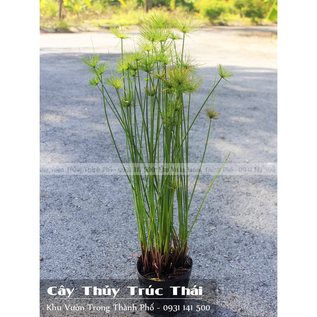 Cây Thủy Trúc Thái (CYPERUS HASPAN)