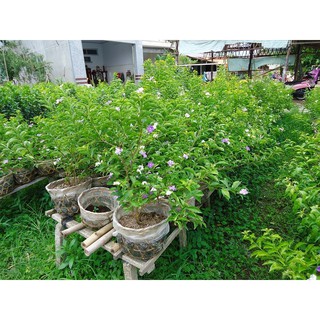 Cây Nhài Nhật ( Lài Nhật, Lài 2 màu)