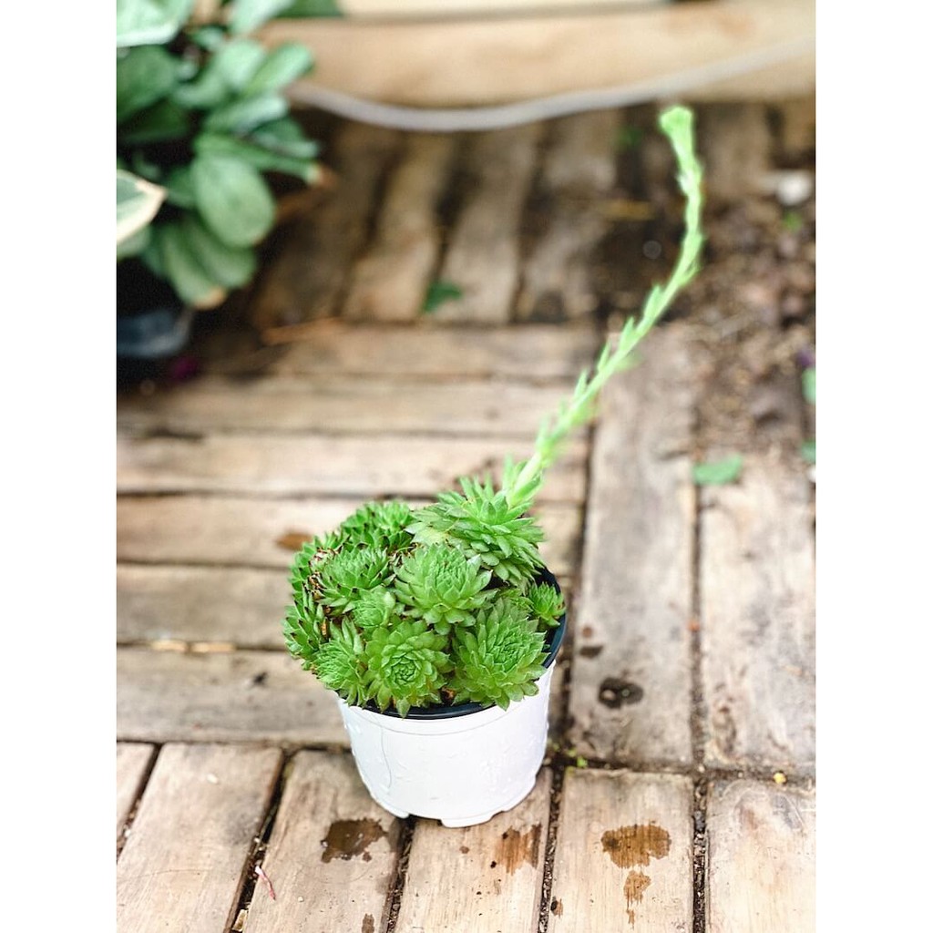 Cây Sempervivum Hen and Chicks (Trường Sinh Thảo Chúc, Gà Mẹ và Gà Con)