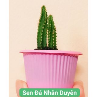 1 cây mini xương rồng thanh sơn