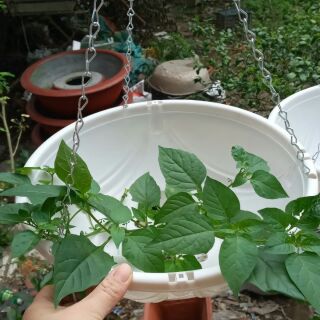 10 chậu quai treo xích đường kính 28cm x12cm
