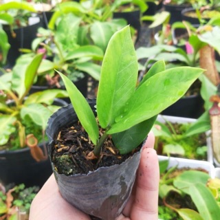 Mầm Cây kim tiền mini