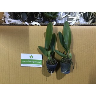 Cattleya hoa trắng white Diamond