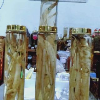 Sâm dây (hồng đẳng sâm) chuẩn hàng rừng