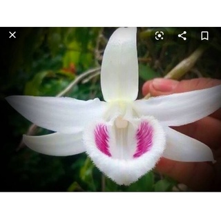 Phi điệp 5 cánh trắng tiên sa