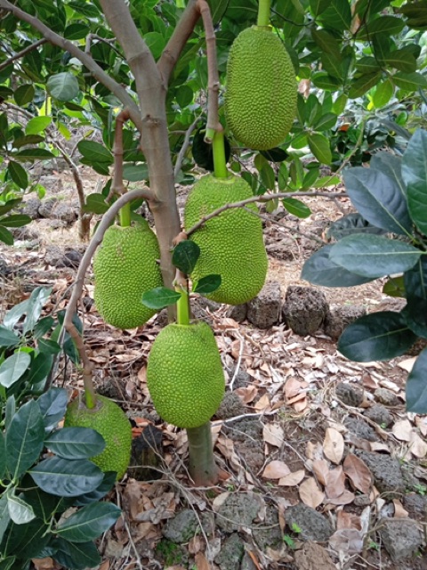 Bộ 3 làm bông mít. Hàng chính hãng Quả Cầu Lửa