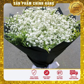 Bộ gói hạt giống Baby mix