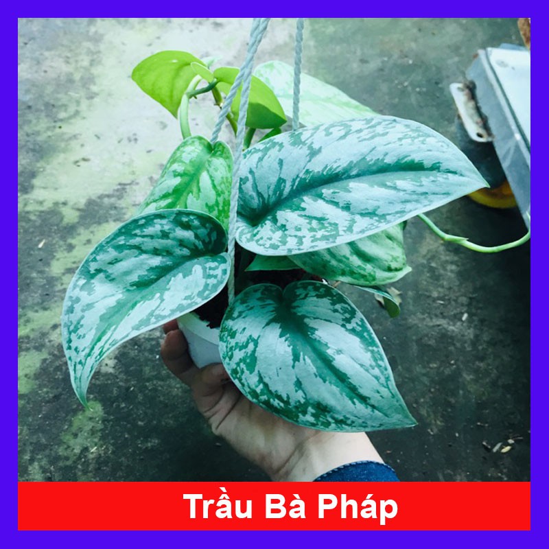 Cây trầu bà pháp - Cây cảnh để bàn + tặng phân bón cho cây