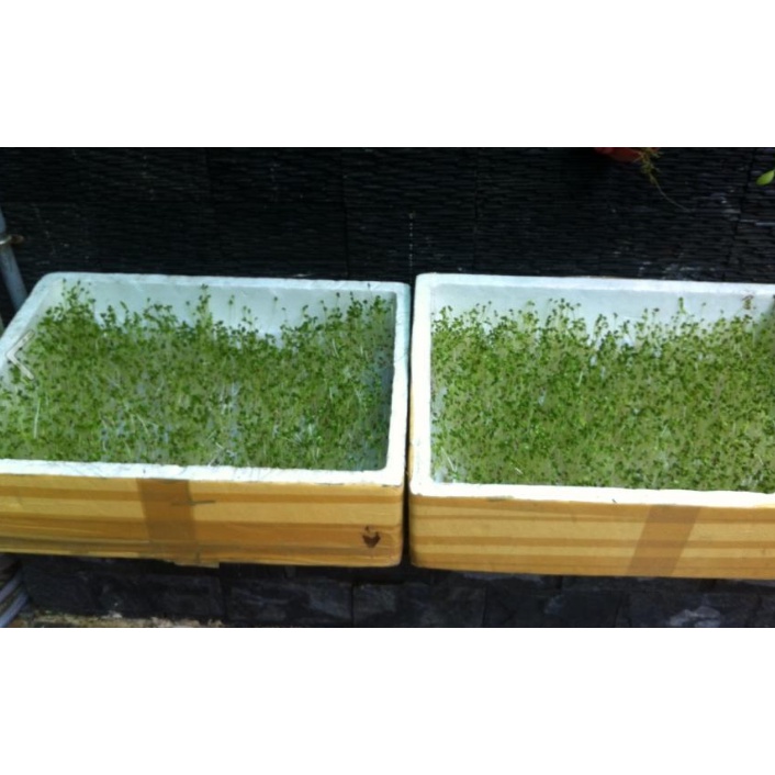 Hạt Giống Cải Mầm (Mầm Củ Cải) Phú Nông Hapi Thu Hoạch Nhanh- Gói 120gr (HPN-027-120G)