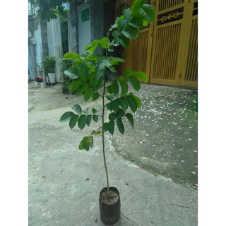 Cây giáng hương(freeship)