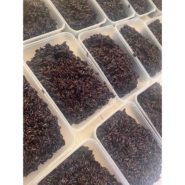 Xôi Nếp Than Bao Ngon/500gr