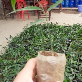 cây rau sắng 5 cây