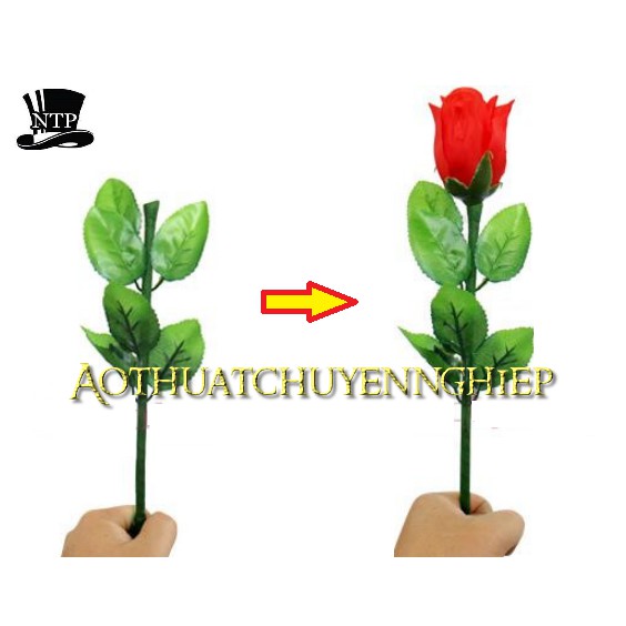 [FREE SHIP] Ảo thuật hoa hồng hồi sinh bông hoa - Reborn Rose Magic