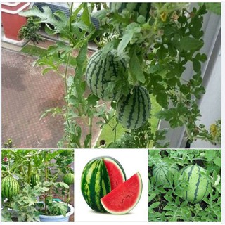 Hạt giống dưa hấu ruột đỏ quả tròn  - Gói 10 hạt