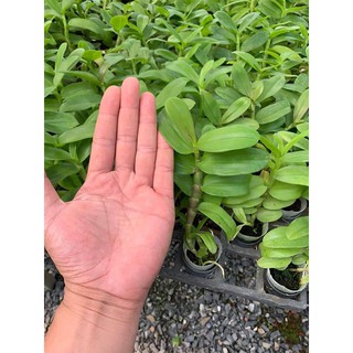 Hoa lan giả hạc, phi điệp ám mắt trâu