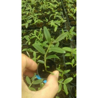 Combo 10 cốc giả hạc, phi điệp gieo hạt