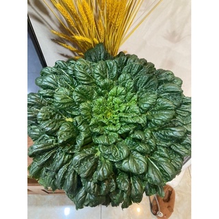 Hạt giống cải hoa hồng