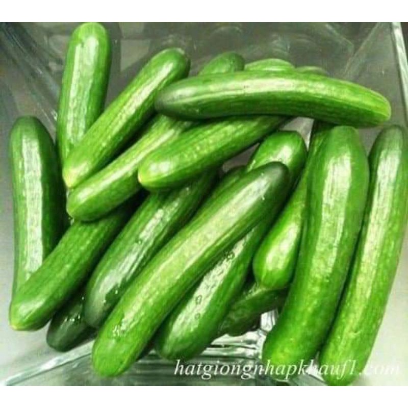 Hạt giống dưa leo chùm Trang Nông gói gần 50 hạt, dễ trồng, ăn giòn