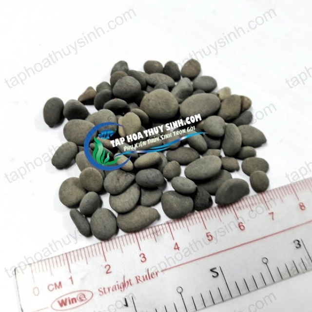 SỎI THÁI TRÃI NỀN HỒ CÁ TÉP BỊCH 1kg