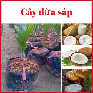 Cây dừa sáp đặc sản cầu kè- trà vinh cao 50-60cm mua 5 cây tặng 1 cây