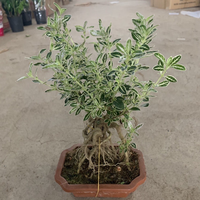 Cây bạch tuyết mai bonsai cao 20cm, nhánh lá xum xuê tươi tốt, cây cảnh để bàn phong thủy mang đến tài lộc may mắn