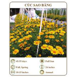 Hạt giống cúc sao băng - THE XANH