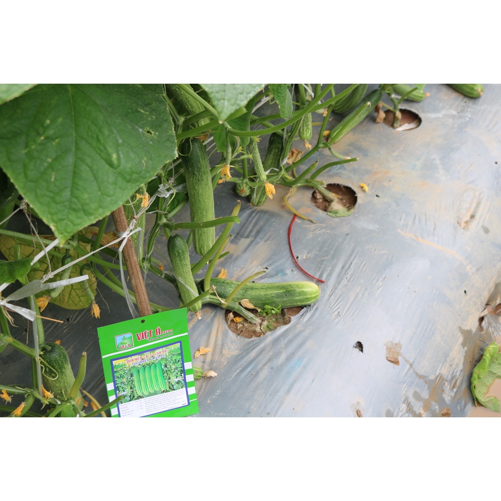 Hạt giống Dưa Nếp Lai F1  10 gam