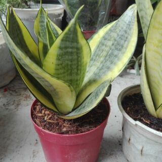 Lưỡi Hổ hoa sen Sọc Vàng (gửi cây rễ trần)